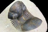 Paralejurus Trilobite Fossil - Foum Zguid, Morocco #74876-1